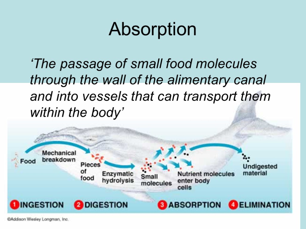 Absorption ‘The passage of small food molecules through the wall of the alimentary canal